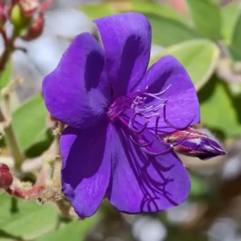 TIBOUCHINA urvilleana Purple Moon