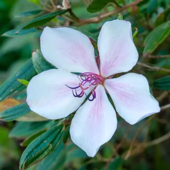 TIBOUCHINA urvilleana x mutabilis Groovy Baby