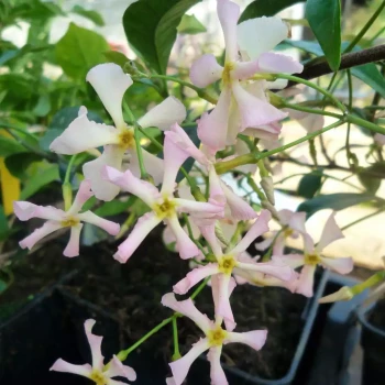 TRACHELOSPERMUM asiaticum Pink