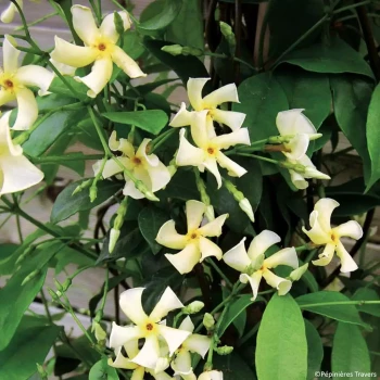 TRACHELOSPERMUM asiaticum Chili and Vanilia