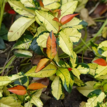 TRACHELOSPERMUM asiaticum Ogon Nishiki