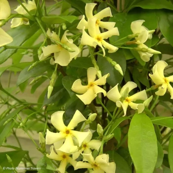 TRACHELOSPERMUM asiaticum Rose d’Inde