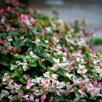 TRACHELOSPERMUM asiaticum Tricolor
