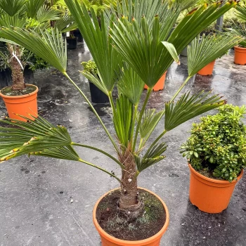 TRACHYCARPUS fortunei Wagnerianus