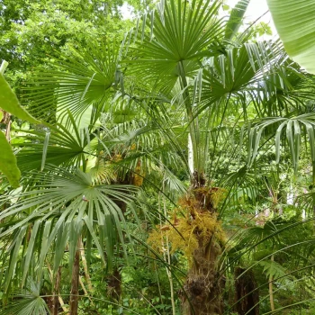 TRACHYCARPUS fortunei