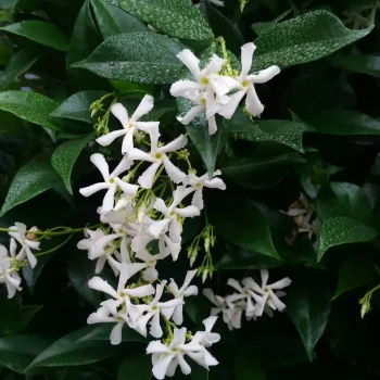 TRACHELOSPERMUM jasminoides