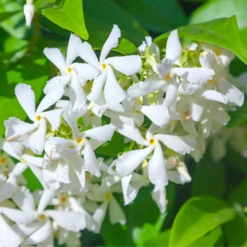 TRACHELOSPERMUM jasminoides Select