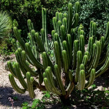 TRICHOCEREUS pachanoi