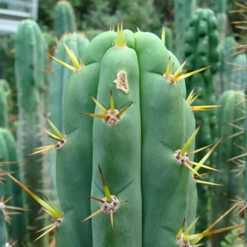TRICHOCEREUS pasacana