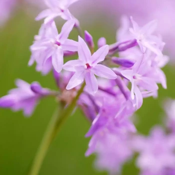 TULBAGHIA violacea Dark Star