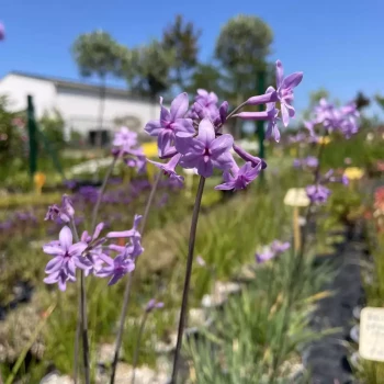 TULBAGHIA violacea Silver Lace