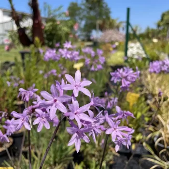 TULBAGHIA violacea