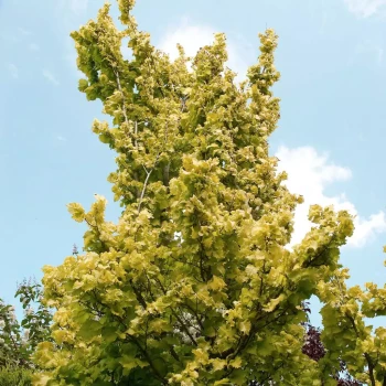 ULMUS hollandica Wredei