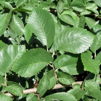 ULMUS minor
