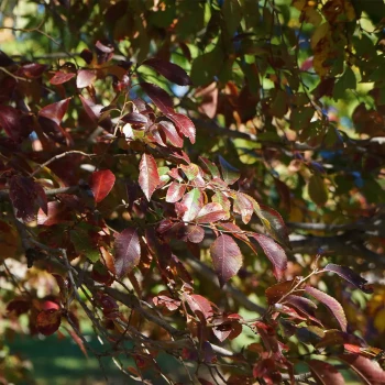 ULMUS parviflora Seiju