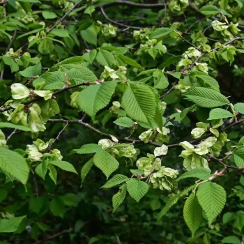 ULMUS resista Sapporo Gold