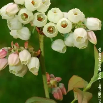 VACCINIUM corymbosum Sierra