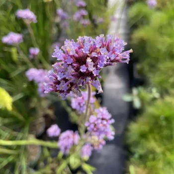 VERBENA bonariensis Little Cloud