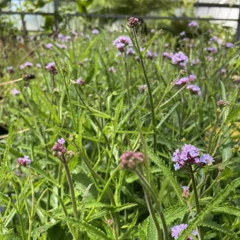 VERBENA bonarensis Lollipop