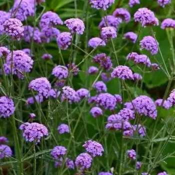 VERBENA bonarensis Royal Dream