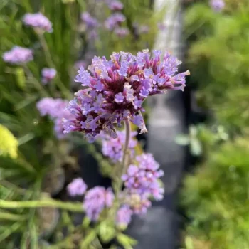 VERBENA bonariensis