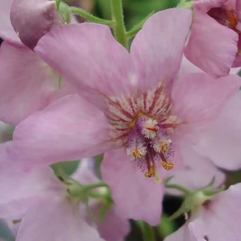 VERBASCUM chaixii