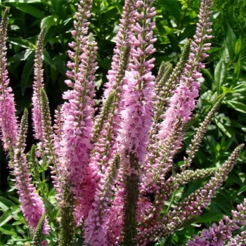 VERONICA longifolia Pink Damask