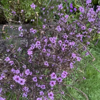 VERBENA officinalis Bampton
