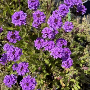 VERBENA rigida venosa Deep Lilac
