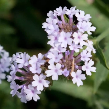 VERBENA rigida Santos