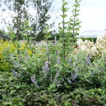 VITEX agnus-castus Chicagoland Blues