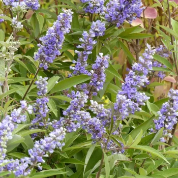 VITEX agnus-castus Latifolia