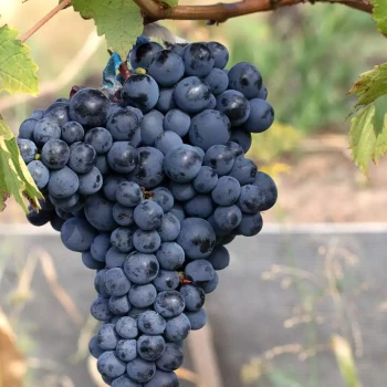 VITIS vinifera Alphonse Lavallée