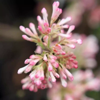VIBURNUM bodnantense Aberconway