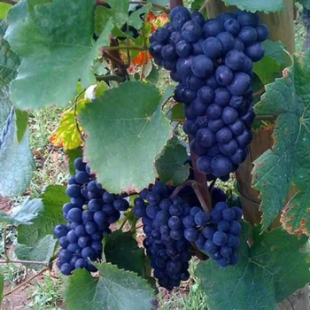 VITIS vinifera Boskoop Glory