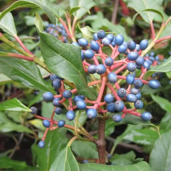 VIBURNUM globosum Jermyns Globe