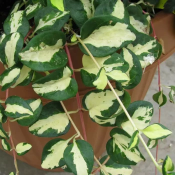 VINCA major