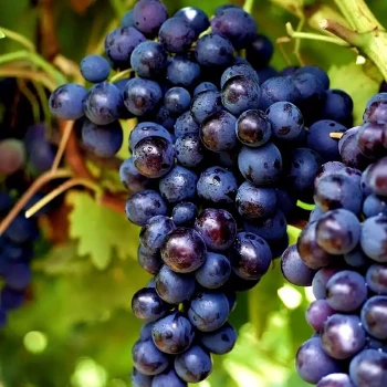 VITIS vinifera Muscat de Hambourg