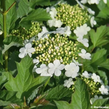 VIBURNUM opulus Compactum