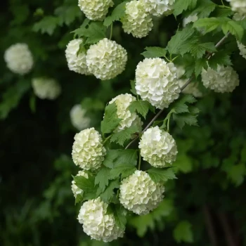 VIBURNUM opulus Roseum