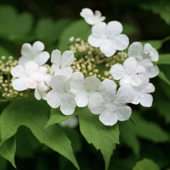 VIBURNUM opulus