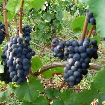 VITIS vinifera Pinot Noir
