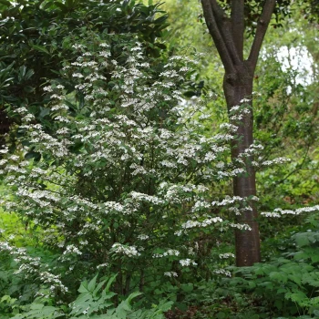 VIBURNUM plicatum Kilimandjaro Sunrise