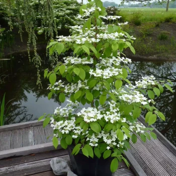 VIBURNUM plicatum Kilimandjaro