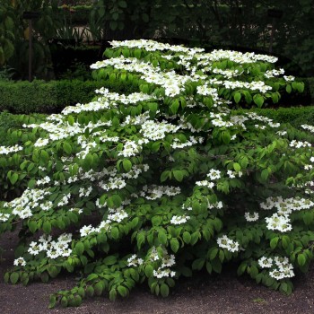 VIBURNUM plicatum Mariesii