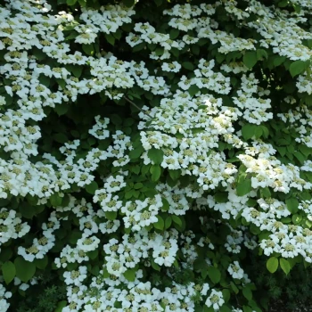 VIBURNUM plicatum Shasta