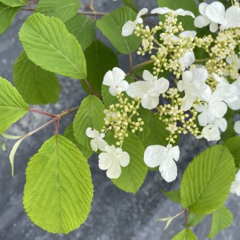 VIBURNUM plicatum Snow Flake