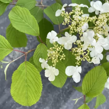 VIBURNUM plicatum Snow Flake