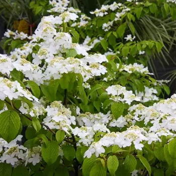 VIBURNUM plicatum X