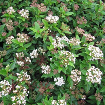 VIBURNUM tinus Eve Price